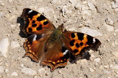 Nymphalis vaualbum