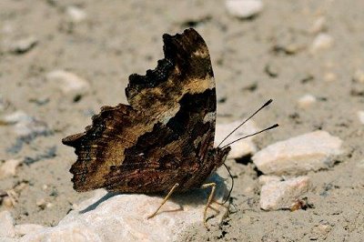 Nymphalis vaualbum