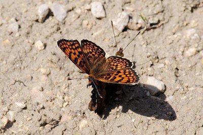 Melitaea arduinna sitting on Nymphalis vaualbum