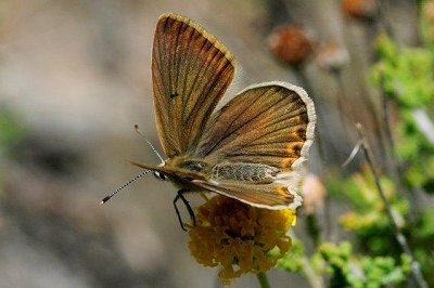 Polyommatus violetae