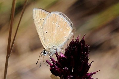 Polyommatus violetae