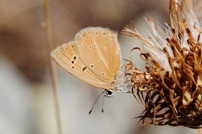 Polyommatus violetae