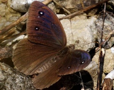 Satyrus virbius