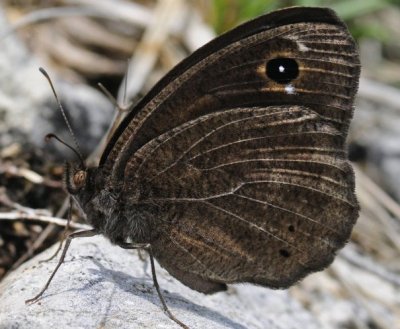 Satyrus virbius