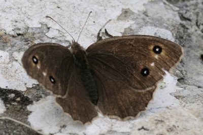 Satyrus virbius