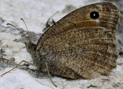 Satyrus virbius