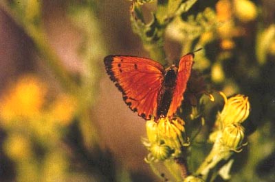 Lycaena virgaureae miegii
