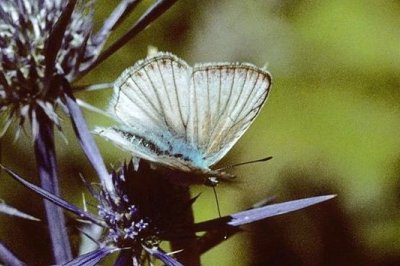 Polyommatus dolus virgilia
