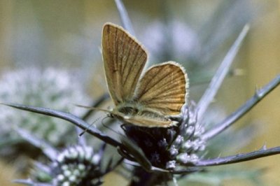 Polyommatus dolus virgilia