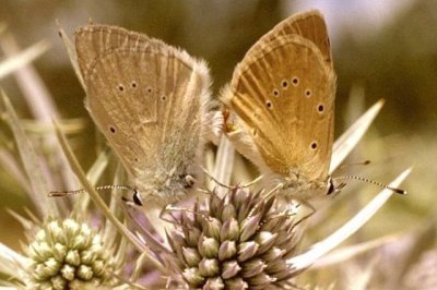 Polyommatus dolus virgilia