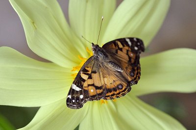 Vanessa virginiensis