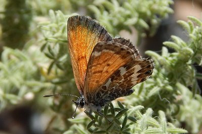 Cyclyrius webbianus