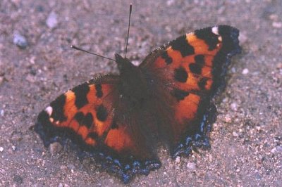 Nymphalis xanthomelas