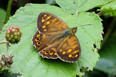 Pararge xiphia