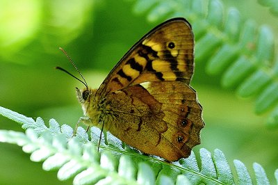 Pararge xiphia