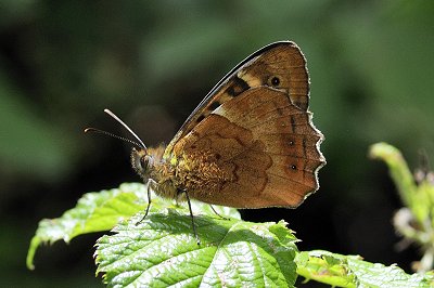 Pararge xiphia