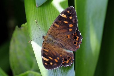 Pararge xiphia