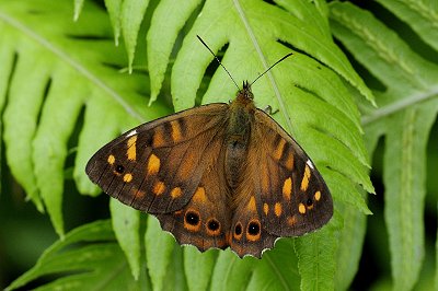 Pararge xiphia
