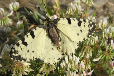 Zerynthia cretica