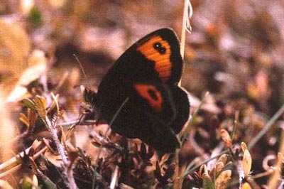 Erebia zapateri