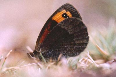 Erebia zapateri